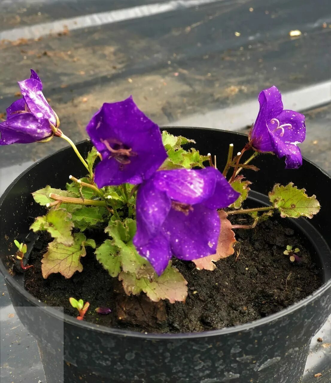 Колокольчик Карпатский Перл дип Блю. Колокольчик Карпатский (Campanula Carpatica). Колокольчик Карпатский перпл Блю. Колокольчик Карпатский 'Pearl Blue'. Карпатский колокольчик из семян в домашних