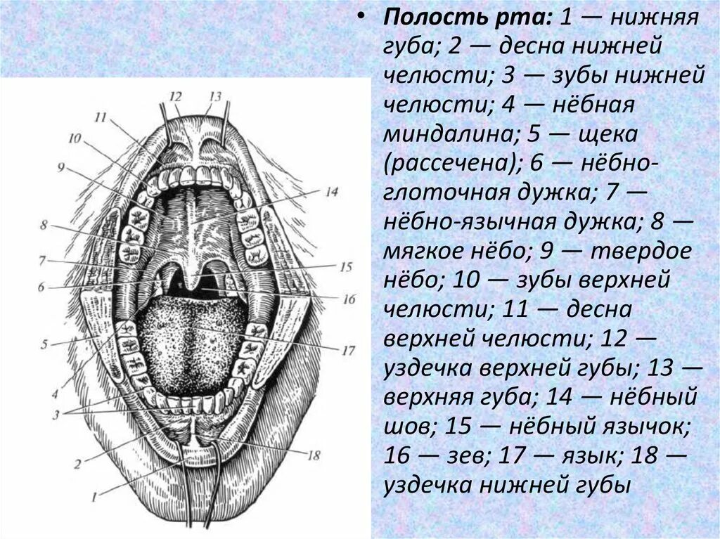 Полость рта покрыта. Пищеварительная система ротовая полость анатомия. Строение ротовой полости вид сбоку. Полость рта вид спереди. Строение ротовой полости человека анатомия.