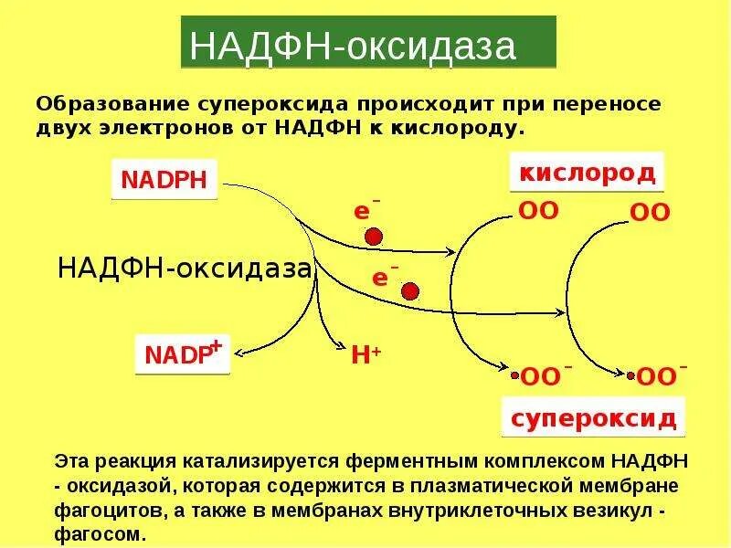 Образование надф н