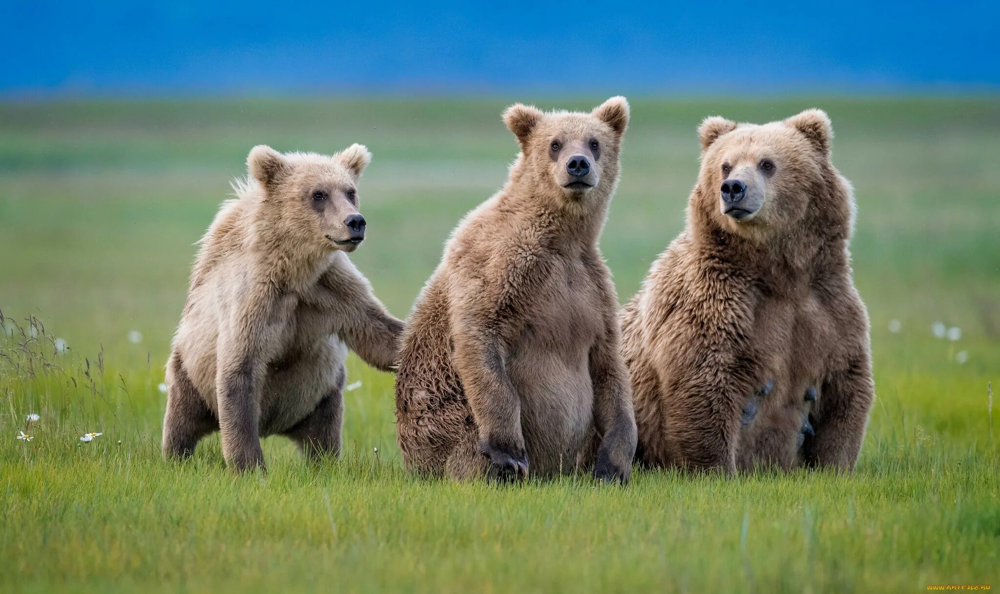 Медведица с медвежатами. Три медведя. Три медвежонка. Медведь в природе.
