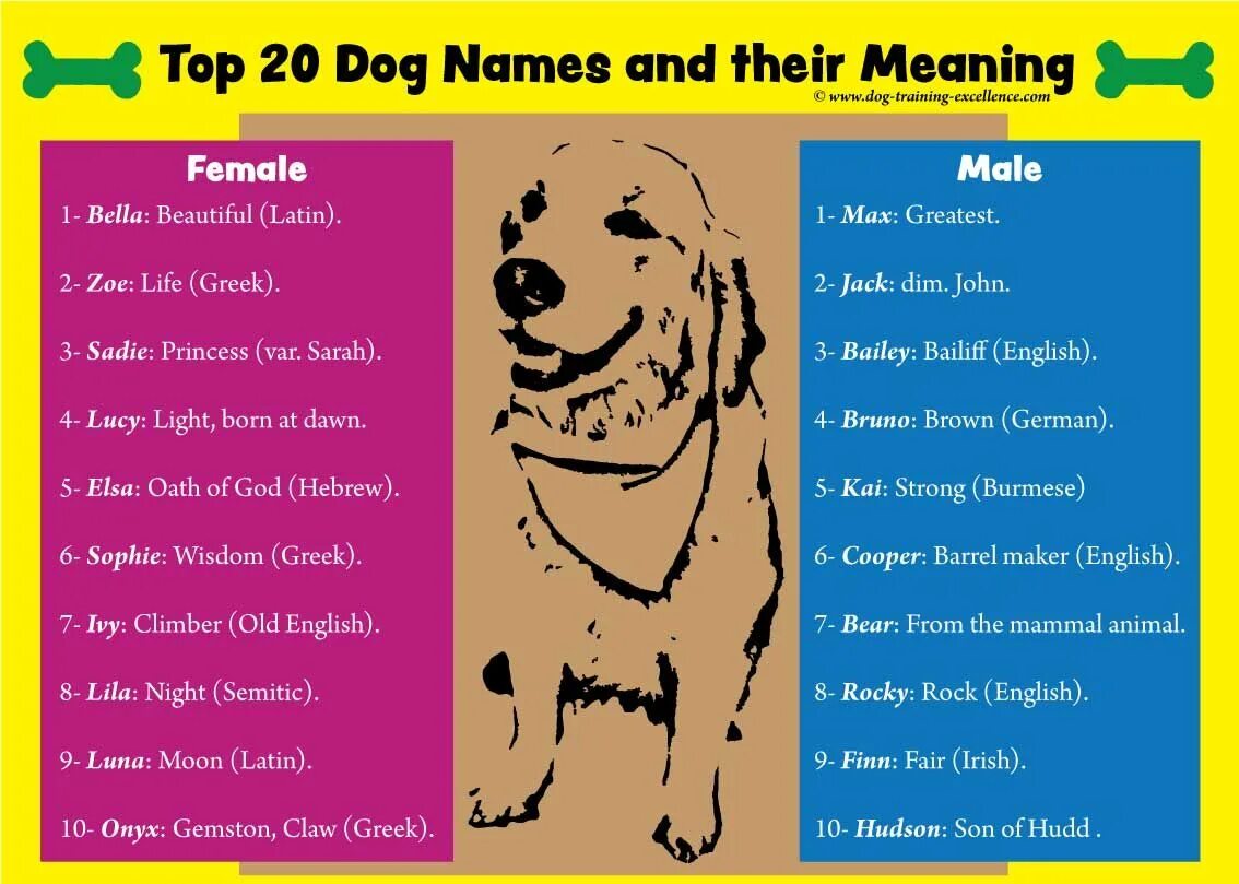 Dogs s names are. Имена для собак. Интересные клички для собак. Клички собак на английском. Кличка для щенка.