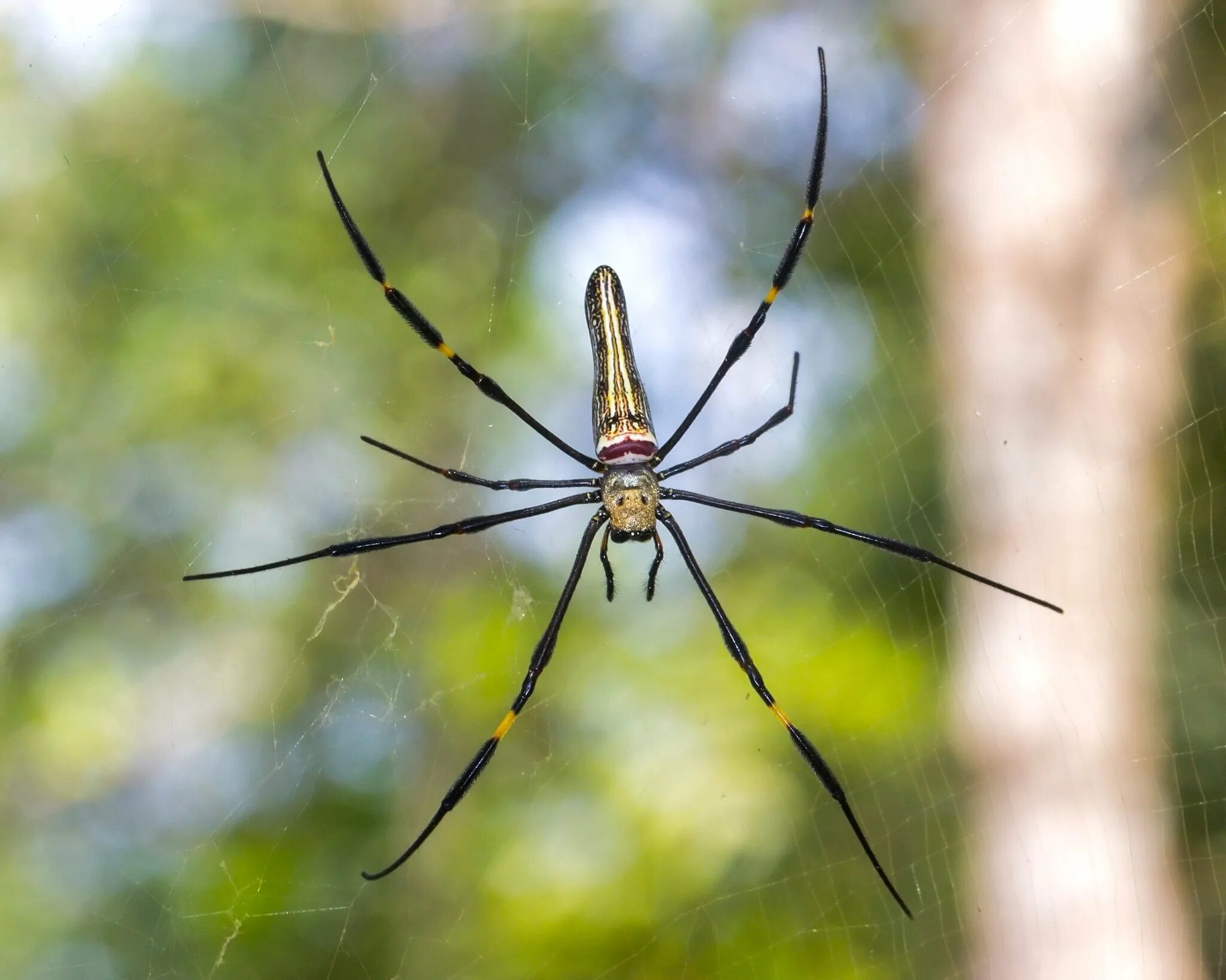 Паук Nephila pilipes. Ядовитые пауки Тайланда. Nephila pilipes самец. Nephila adelaidensis.