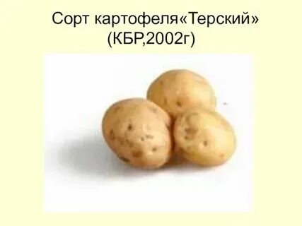 Географические признаки картофеля впр 5 класс