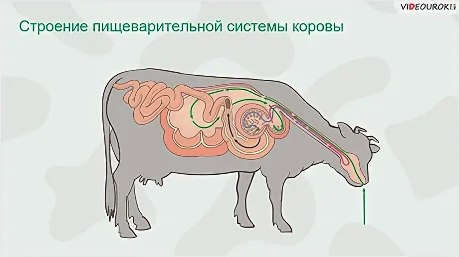 Тесто биологии 7 класс класс млекопитающие. Тесто биологии 7 класс класс млекопитающие