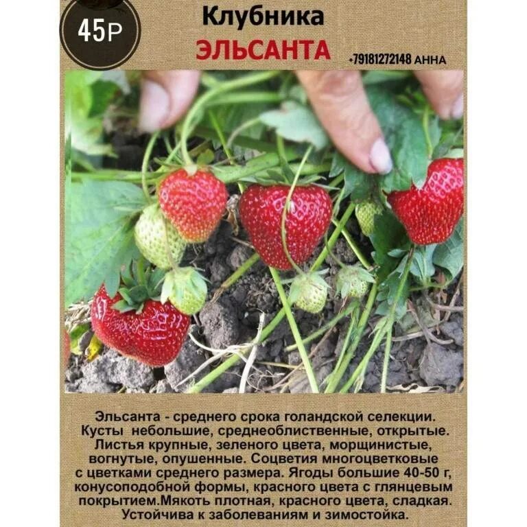 Клубника Эльсанта (ранний сорт) ЗКС купить по цене 260.00 ₽ за 5 шт. в Москве в 