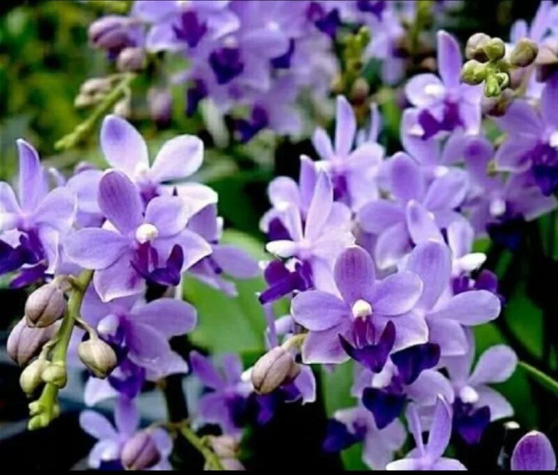 Фаленопсис сапфир. Фаленопсис сапфир. Орхидея chiang sapphire. Фаленопсис чианг сапфир. Tzu chiang sapphire.