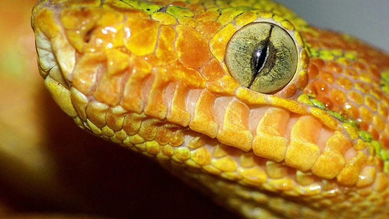 crocodile eyes - Google Search Crocodile eyes, Reptile eye, Crocodile tears