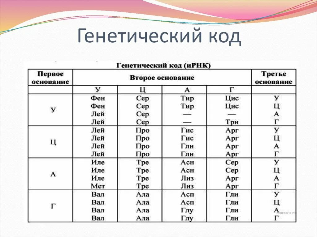 Число нуклеотидов в днк и рнк. Таблица кодонов аминокислот РНК. Генетический код таблица биология 10 класс. Таблица ИРНК аминокислотного кода генетического кода. Генетический код триплет и РНК таблица.