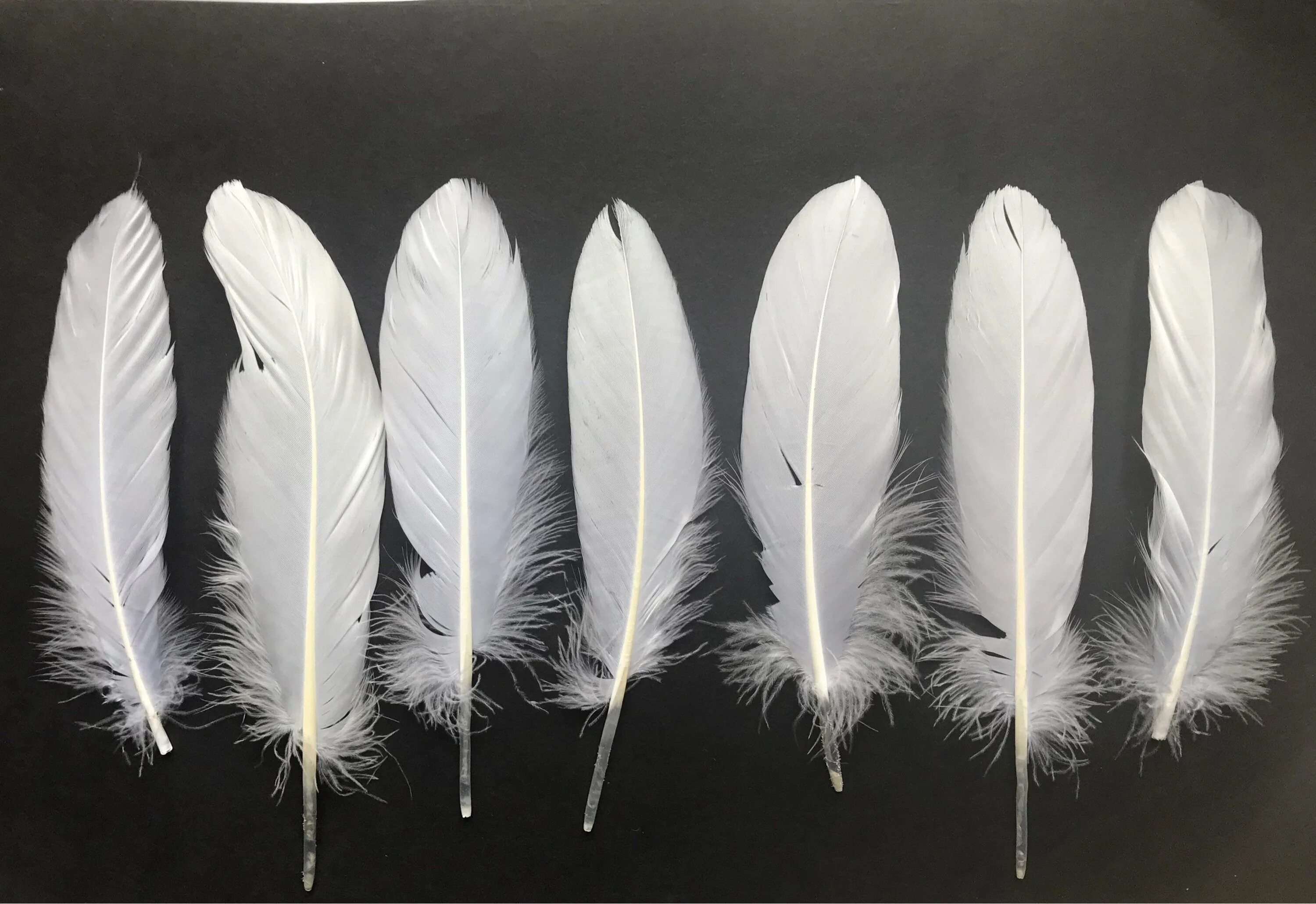 Перья птиц. Красивые перья птиц. Пуховое перо. Перья пернатых. Перо совы.