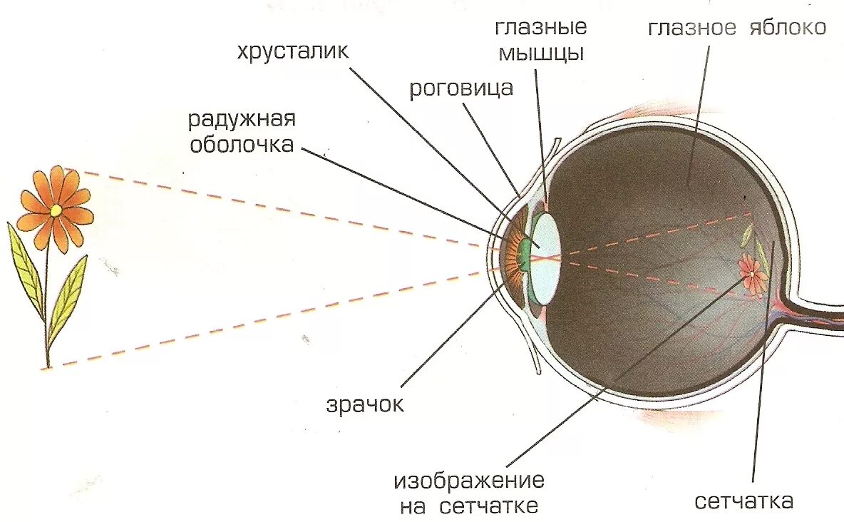 Строение глаза. Строение человеческого глаза. Строение органа зрения. Как устроен глаз. Прохождение луча света в глазном