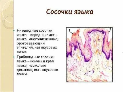 Сосочки полости рта