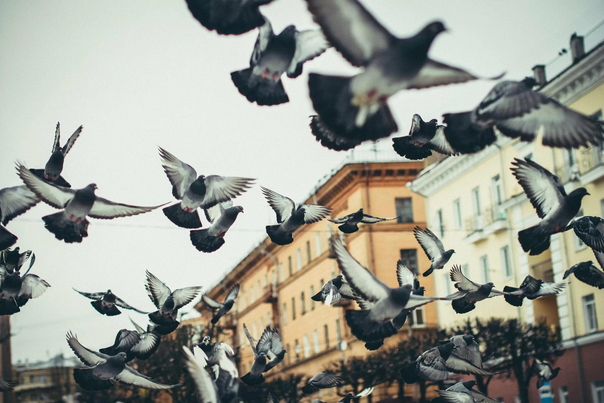 Стая голубей. Птицы над городом. Голубь взлетает. Голуби в городе. Полетели прилетели