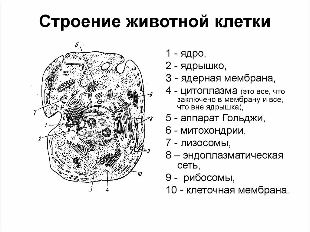 Хлоропласты ядро митохондрии лизосомы. Схема строения животной клетки. Клетка схема строения эукариотической клетки. Общий план строения эукариотической животной клетки. Рисунок строения животной клетки подпишите названия органоидов.