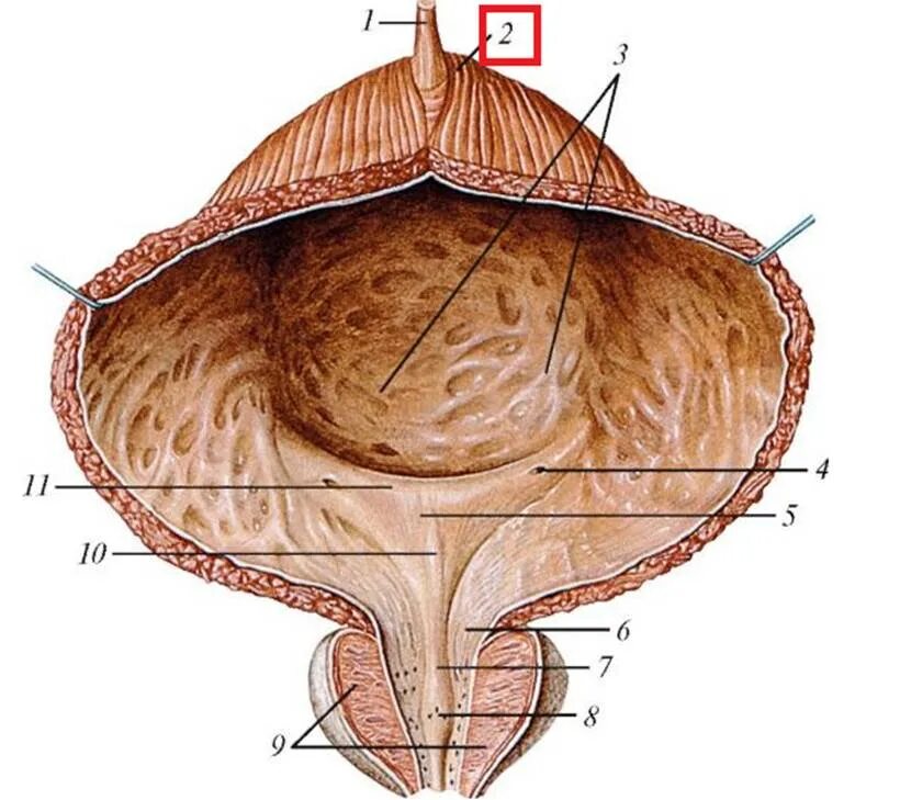 Строение мочевого пузыря анатомия. Мочевой пузырь анатомия Синельников. Строение мочевого пузыря латынь. Мочевой пузырь анатомия латынь. Уретра предстательной железы