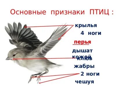Основной признак птиц 1 класс