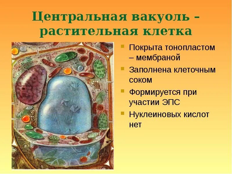 Вакуоль клетки 5 класс биология. Вакуоль – заполненный клеточным соком пузырёк в растительной клетке. Что заполнено клеточным соком. Вакуоль – заполненный клеточным соком пузырёк в растительной клетке. Вакуоли рисунок.