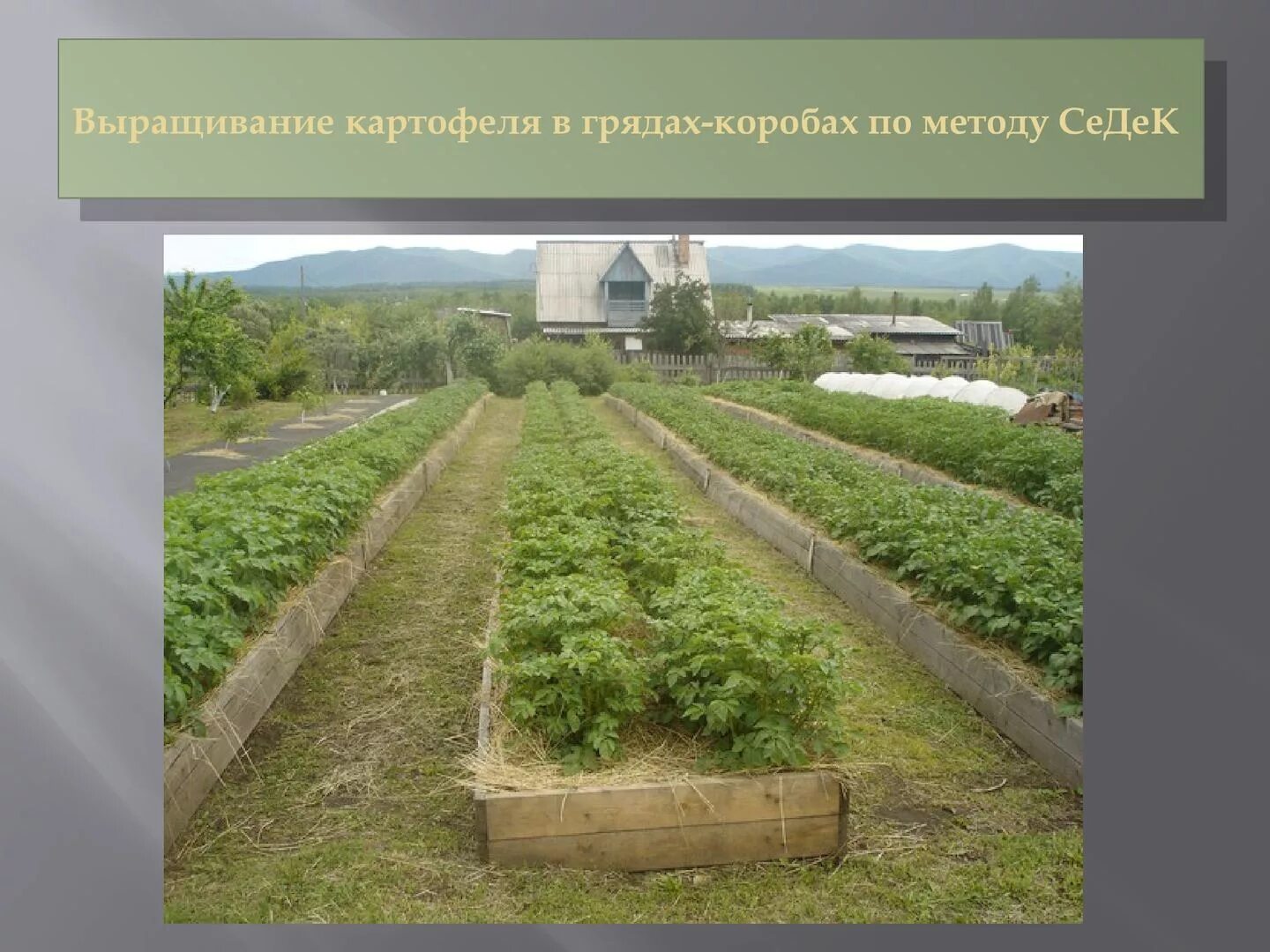 Найдите длину картофельной гряды