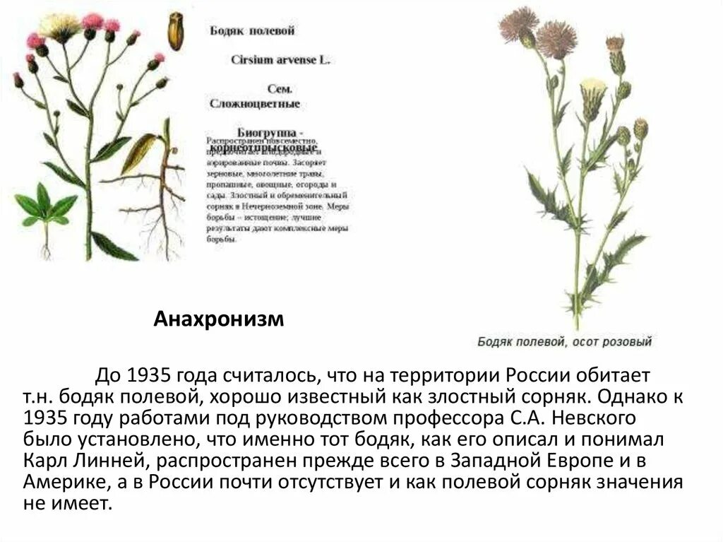 Бодяк полевой (осот). Свинорой, Бодяк полевой. Бодяк полевой (Cirsium arvense). Бодяк полевой строение. Какие отношения складываются между осотом и картофелем