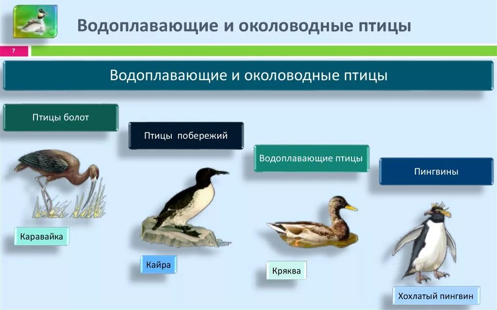 Птицы водоплавающие и околоводные. Экологическая группа водоплавающие птицы. Класс птицы представители. Приспособления водоплавающих птиц. Роль птиц в экосистеме