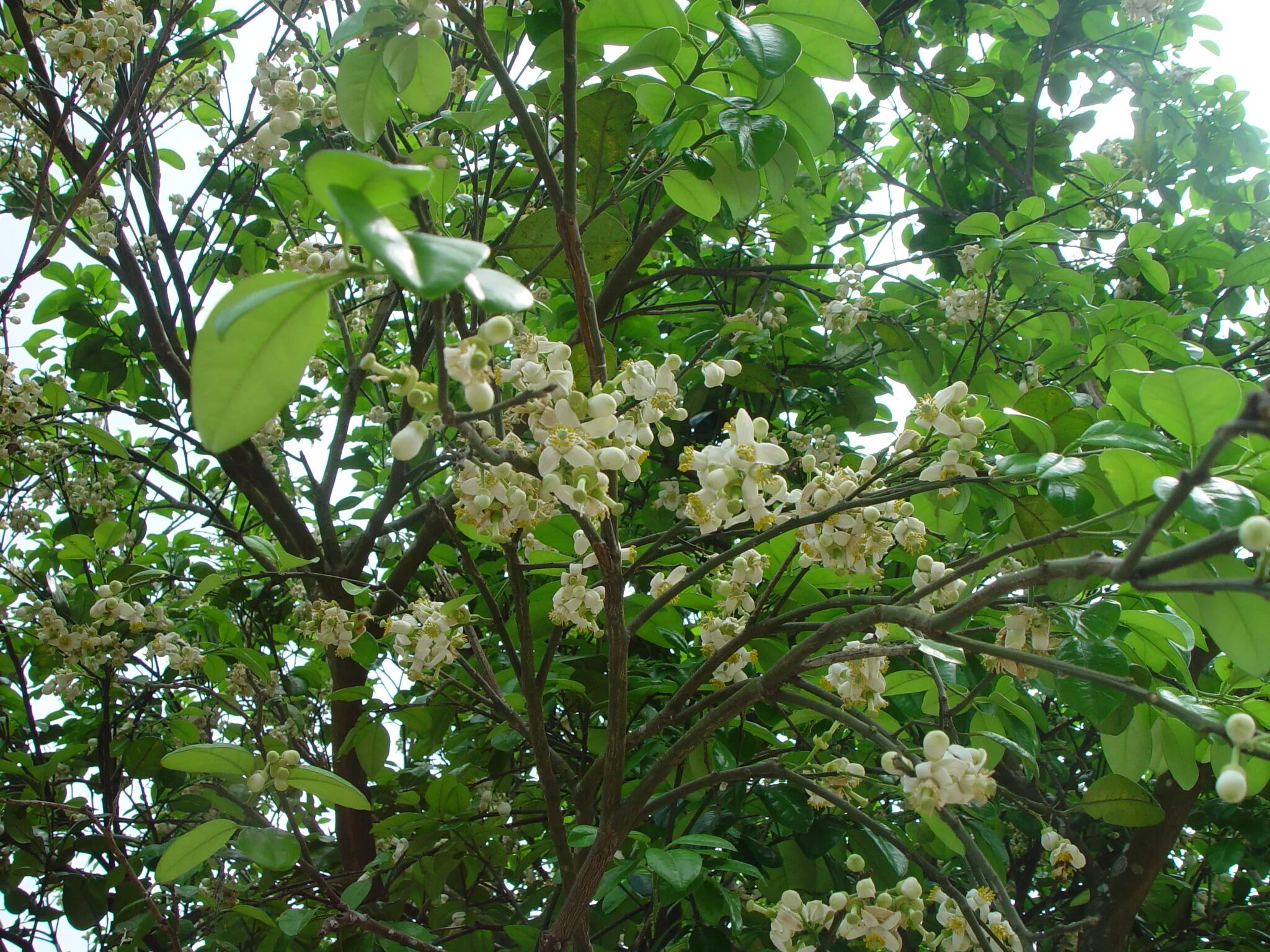 памелла дерево. помело цветет. помело помпельмус. как цветет помело. цветущий помело.