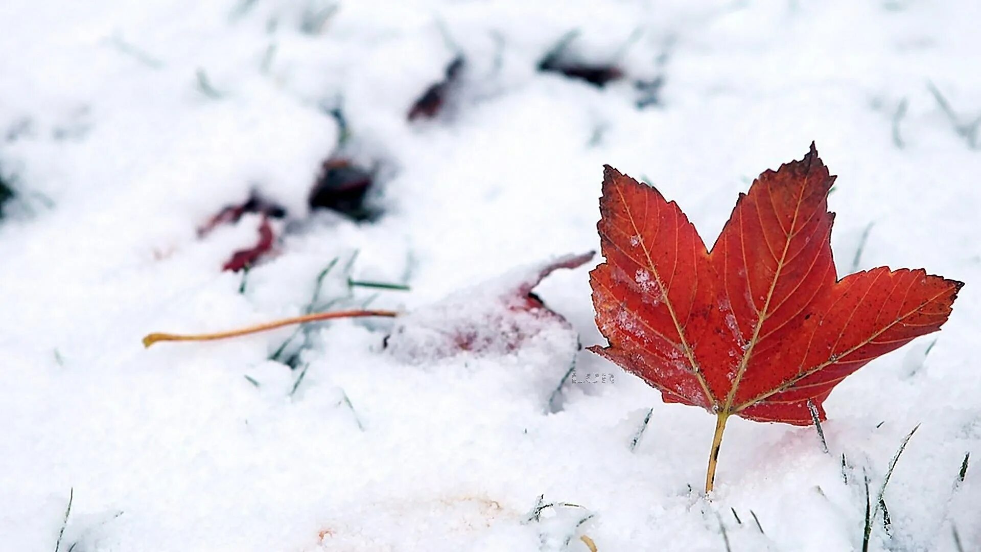 Snow leaf