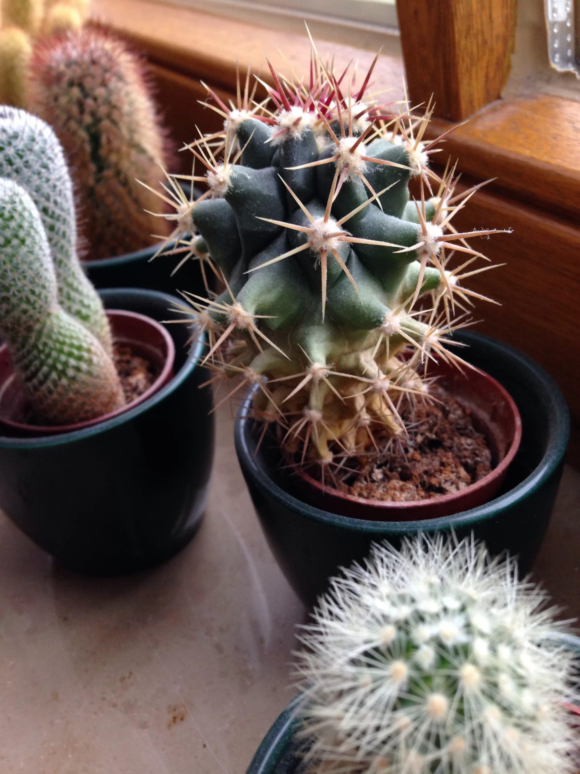 CACTACEAE potted plant, cactus assorted species plants, 6 cm (2 ¼") - IKEA