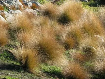 Peaux grasses
