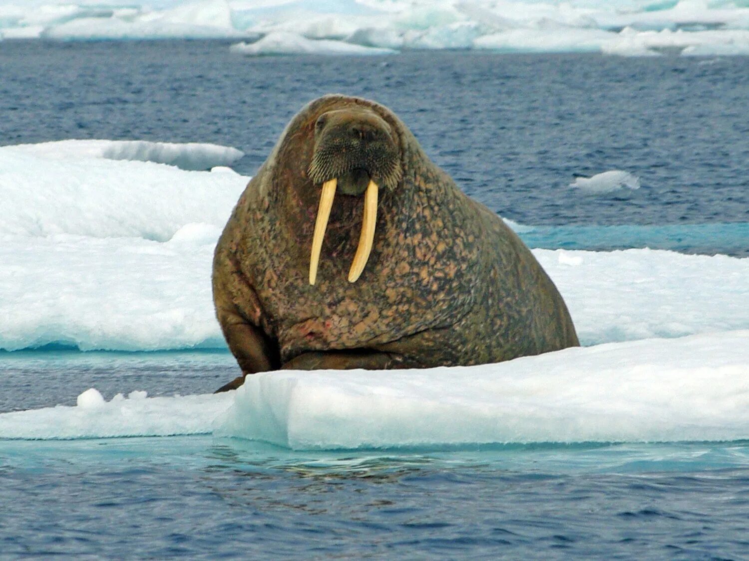 Морж в Арктике Арктика. Ластоногие моржи. Северный полюс морж. Морж в Арктике.