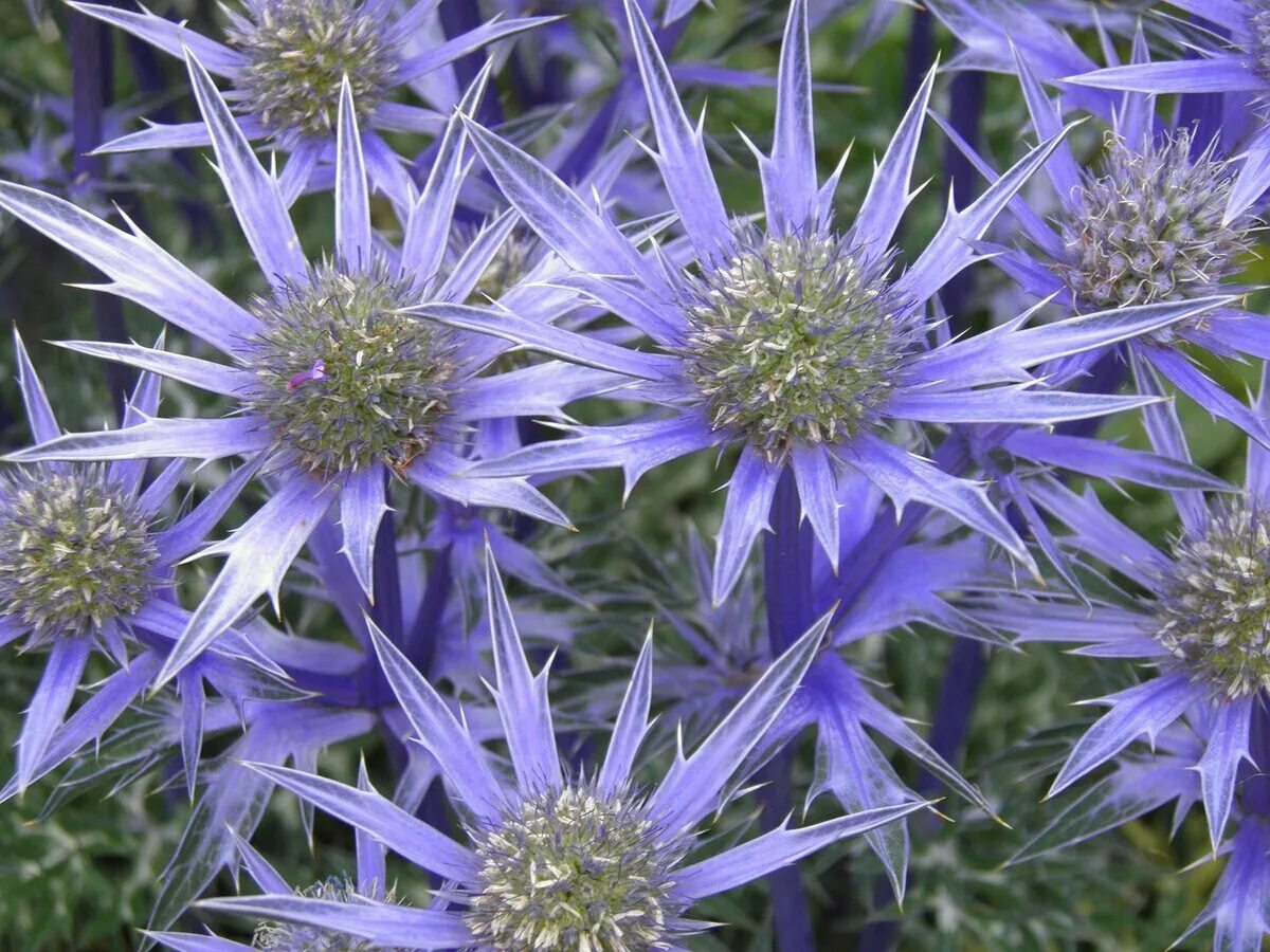 Синеголовник морской. Синеголовник blue hobbit. Sea holly. Синеголовник эрингиум. Eryngium maritimum - синеголовник приморский.