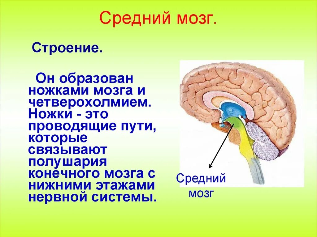 Функции среднего мозга 8 класс биология. Перечислите основные образования среднего мозга. Строение среднего мозга кратко. Средний мозг структура и функции. Анатомические образования входят в состав среднего мозга.