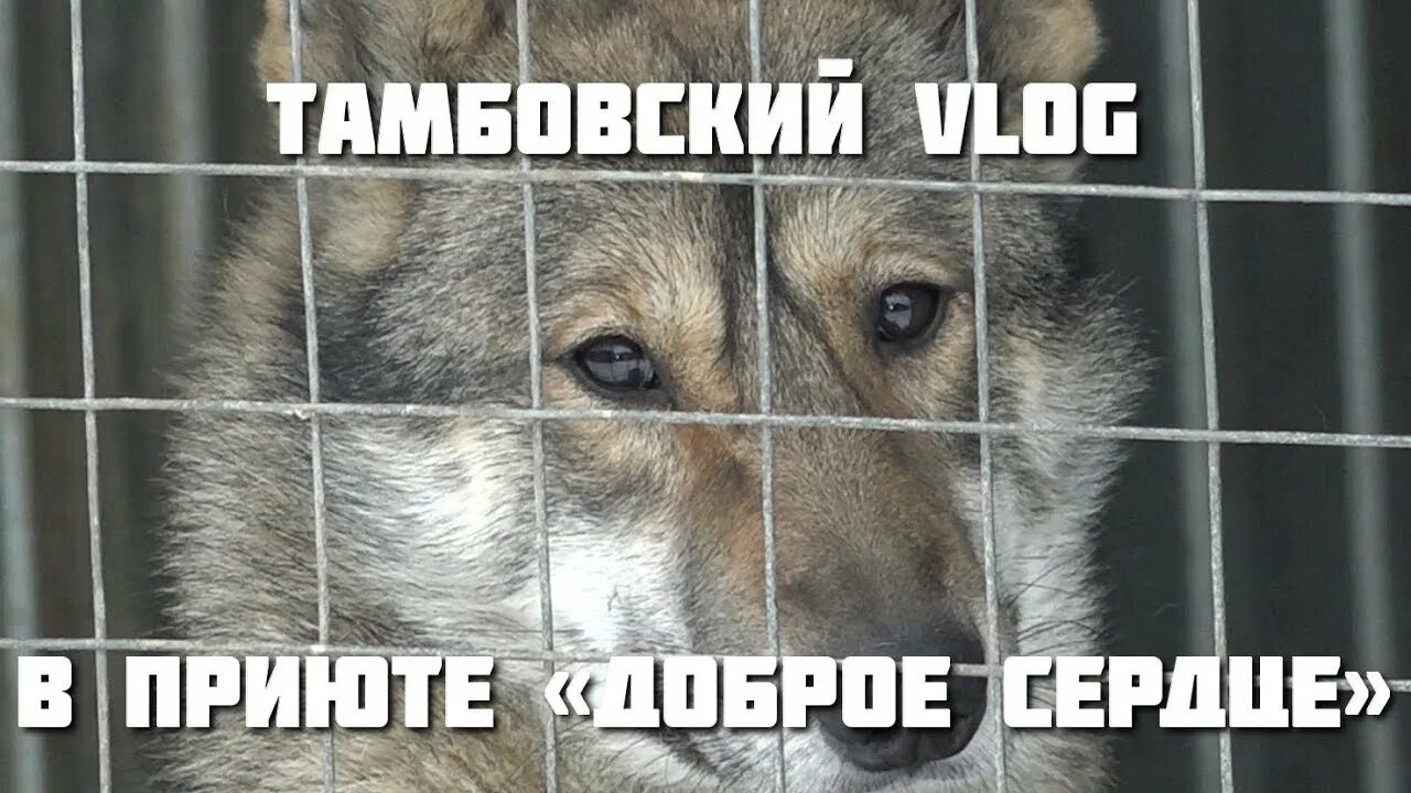 Подстилки для животных в приют. Приют доброе сердце тамбов. Собачий приют в евпатории. Приют для бездомных животных. Приют для собак пермь.