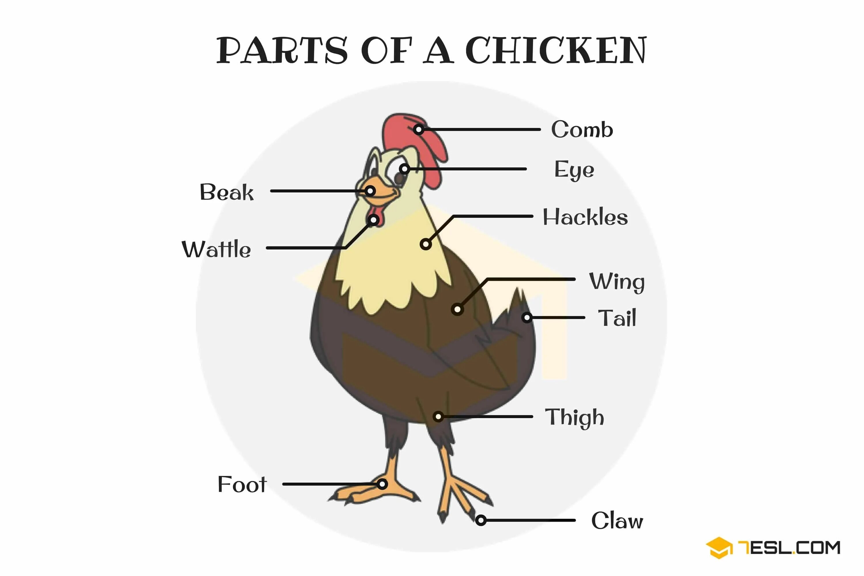 Кличка цыпленка 2 класс. Части тела петуха на английском. Части курицы название. Части тела курицы. Части тела курицы для детей.