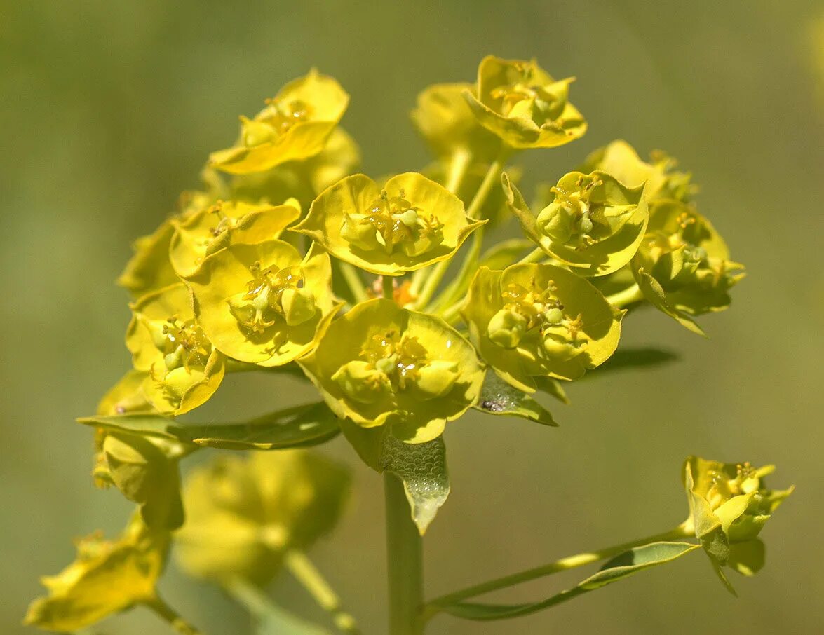 Молочай Вальдштейна. Молочай прутьевидный Euphorbia virgata. Молочай лозный (Euphorbia virgata). Молочай лозный, прутьевидный.