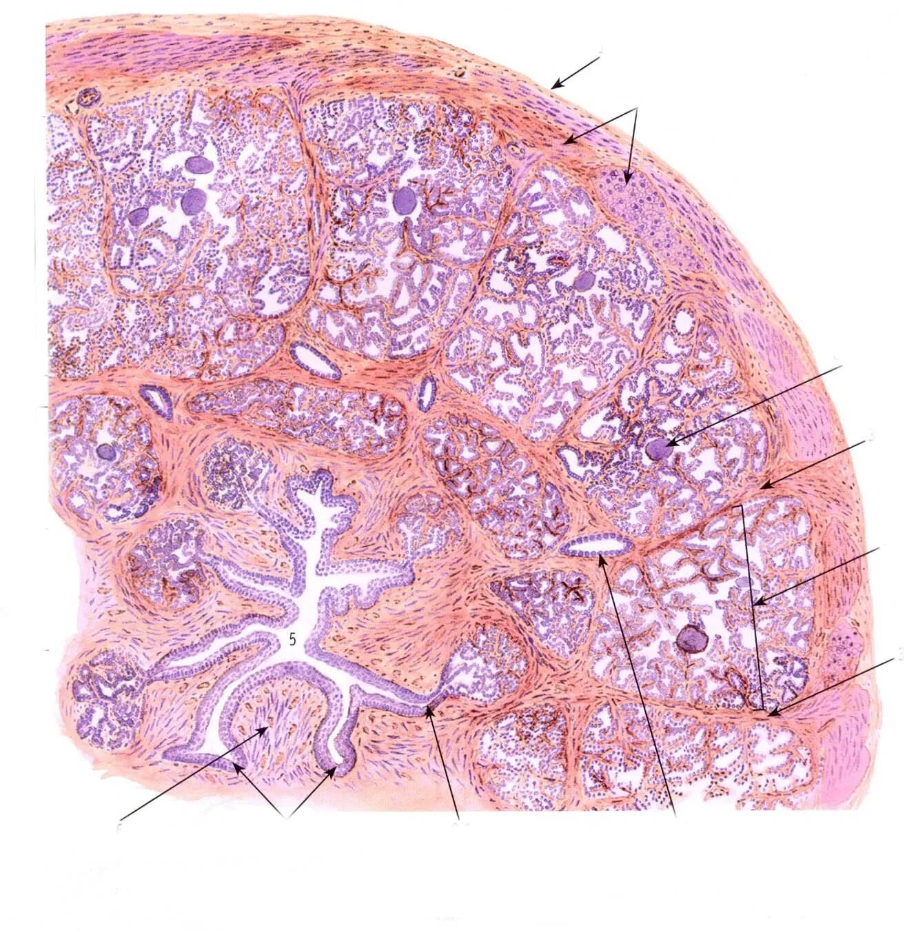 Препарат мужской половой. Простата поперечный срез гистология. Строение предстательной железы гистология. Предстательная железа гистология препарат. Простатическая железа гистология.