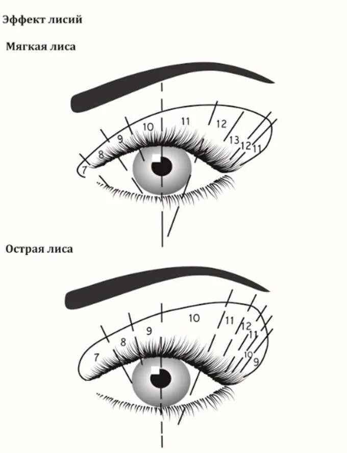 Наращивание ресниц схемы. Беличий эффект наращивание схема. Беличий эффект наращивание ресниц схема. Беличий эффект наращивание ресниц классика схема. Наращивание ресниц Лисий эффект 2д схема.
