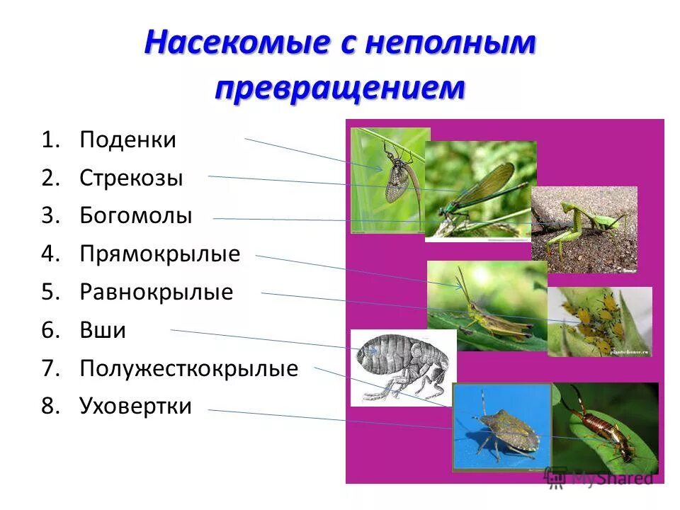 Прямокрылые полное или неполное превращение. Прямокрылые полное или неполное превращение