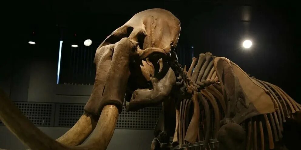 Хорошо сохранившийся мамонт. Мамонтовые бивни. Кости мамонта скелет мамонта. Бивень мамонта. Бивни слона.