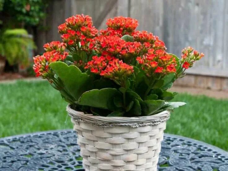 "Mother of thousands millions" Kalanchoe daigremontiana mexican hat 10 baby pups