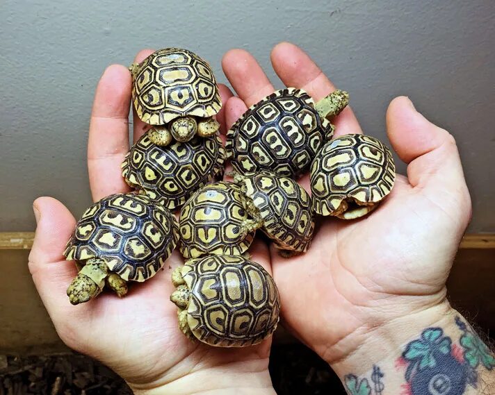 Leopard tortoise. Леопардовая черепаха. tortoise band.