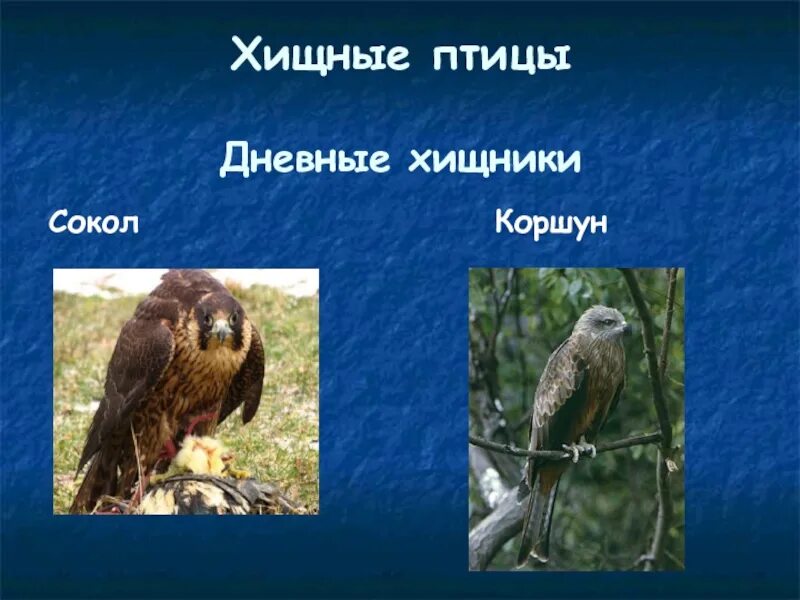 По биологии дневные хищные птицы. Дневные хищные птицы. Дневные хищники птицы примеры. 5 дневных хищников. Дневные хищники птицы представители.