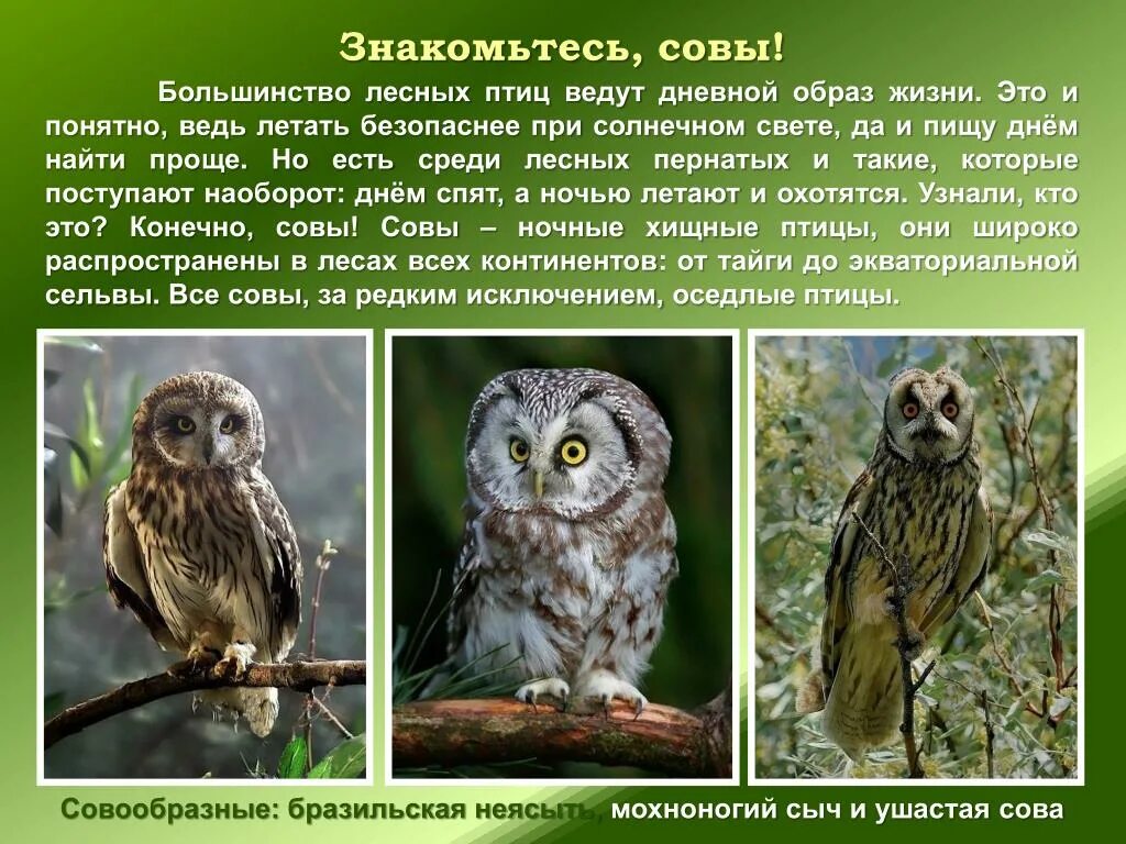 Описание Совы. Сведения о сове. Коротко о сове. Сова для презентации.