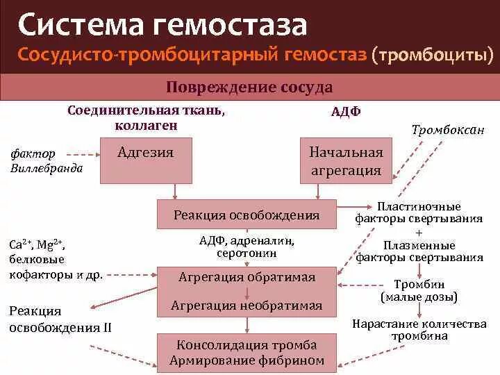 Схема тромбоцитарного гемостаза. Механизм сосудисто-тромбоцитарного гемостаза схема. Этапы сосудисто-тромбоцитарного гемостаза схема. Гемостаз механизмы свертывания крови.