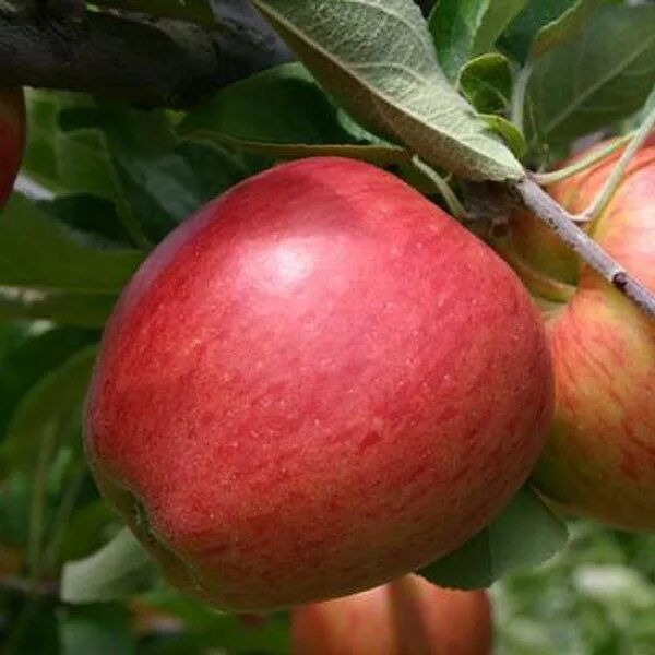 морозостойкие яблоки 5 букв. яблоня сорт грушовка московская. яблоня морозостойкость. яблоня орлик. яблоня морозостойкость.