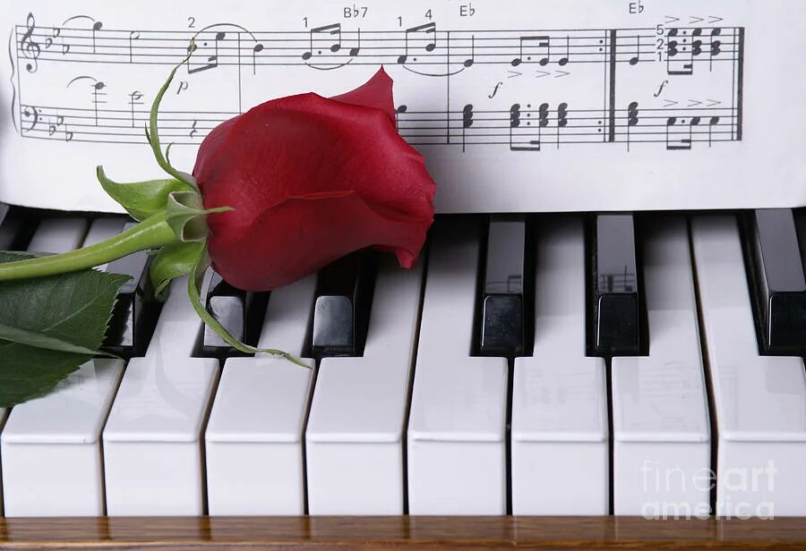 На клавишах тургенева. Цветы на клавишах. Клавиши и цветы. Клавиши пианино и цветы.