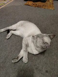Как вернуть кота