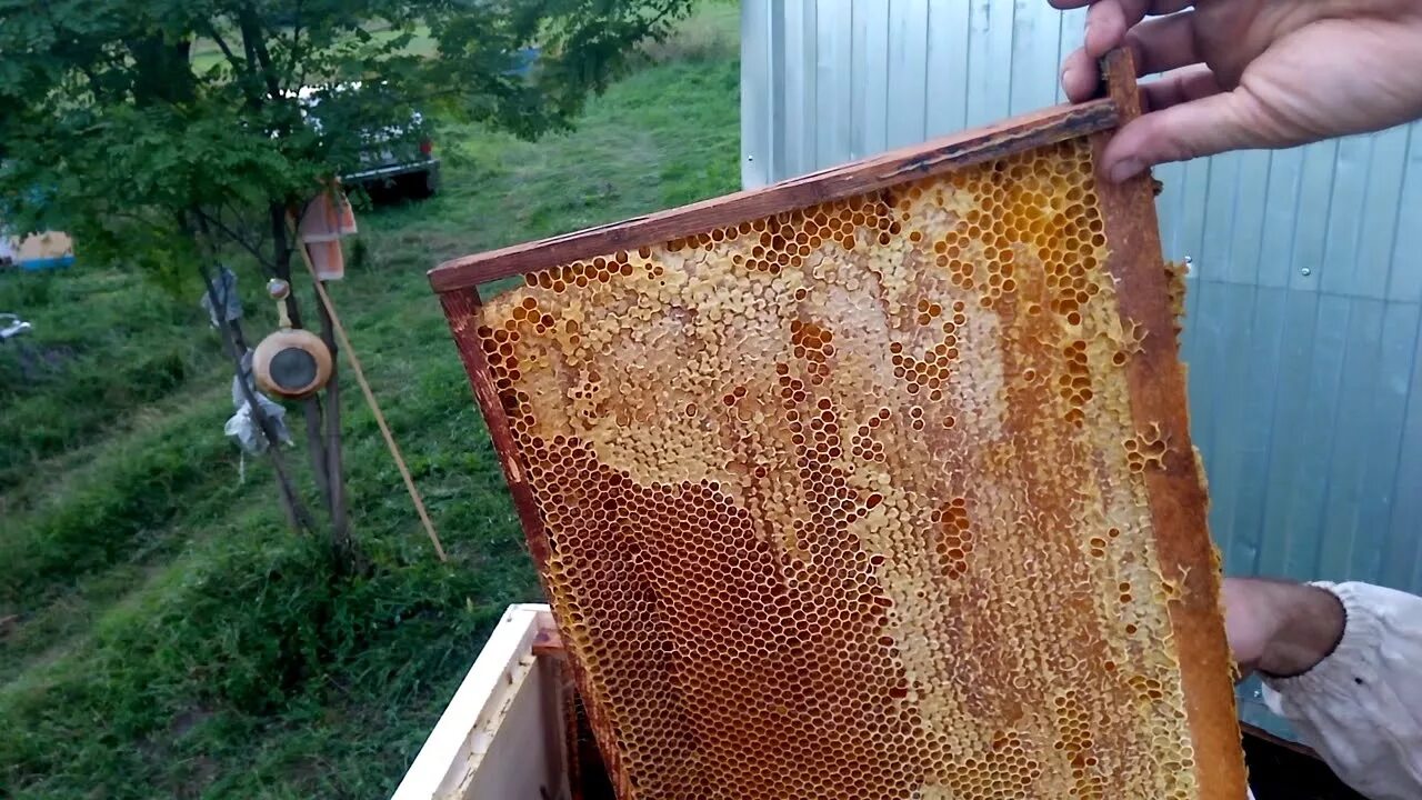 Рамки после откачки меда. Рамки после откачки меда. Прополис +и забрус. Рамки после откачки меда. Как осушить рамки после откачки меда.