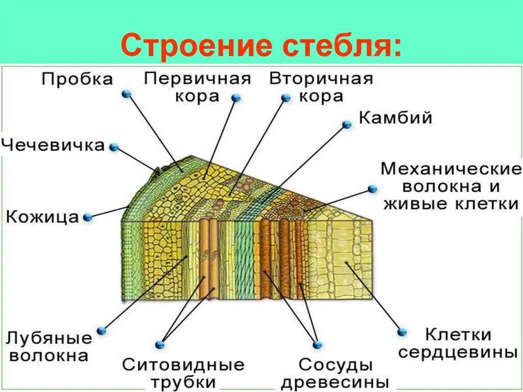 Какую функцию выполняет ткань камбий. Строение древесного стебля Ксилема. Строение поперечного среза древесного стебля. Строение стебля дерева на поперечном срезе. Продольный срез стебля древесного растения.