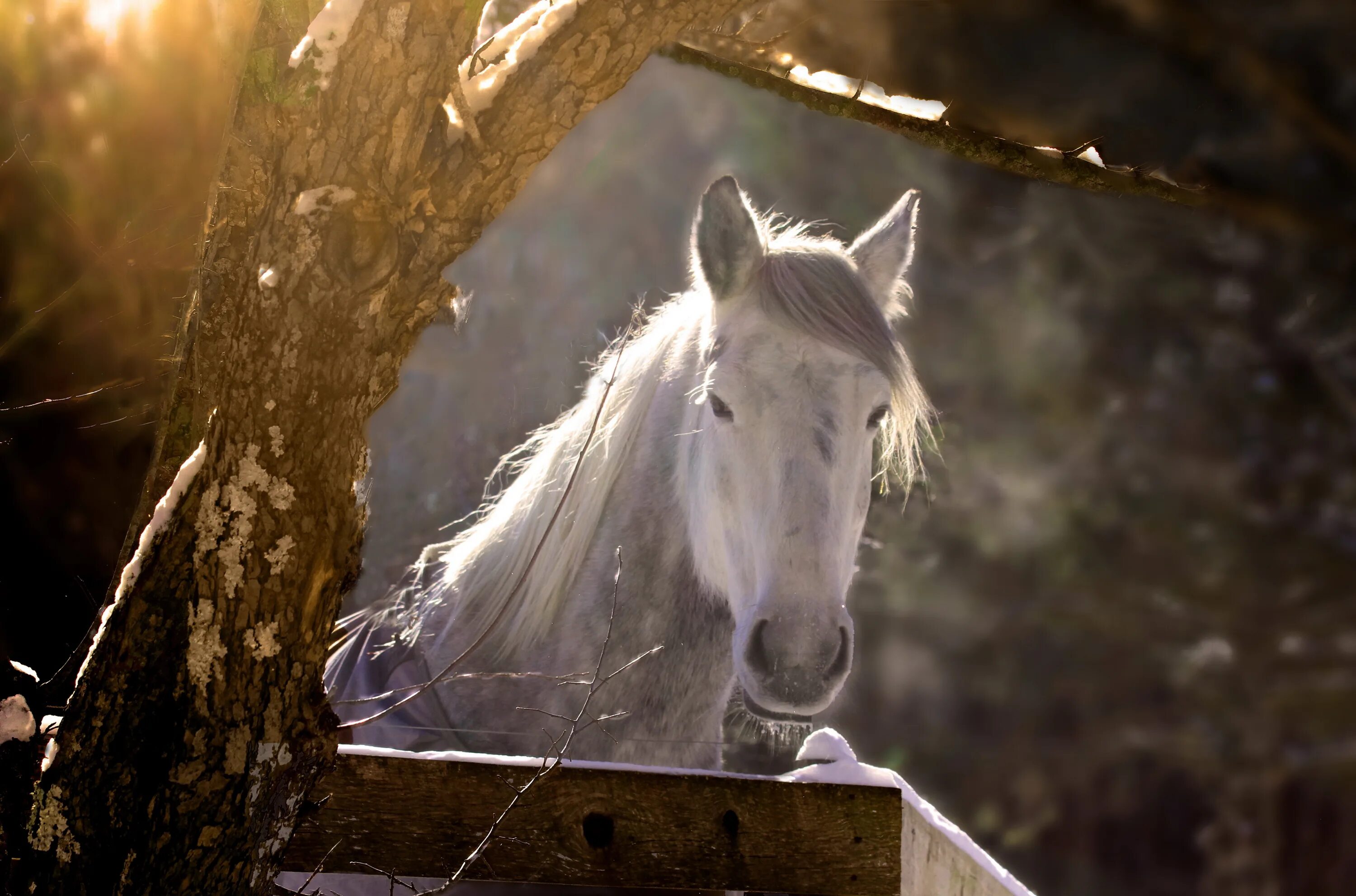 A horse is an animal. Красивая белая лошадь. Живые лошади. Кони на природе. Эстетика природы животных лошадей.