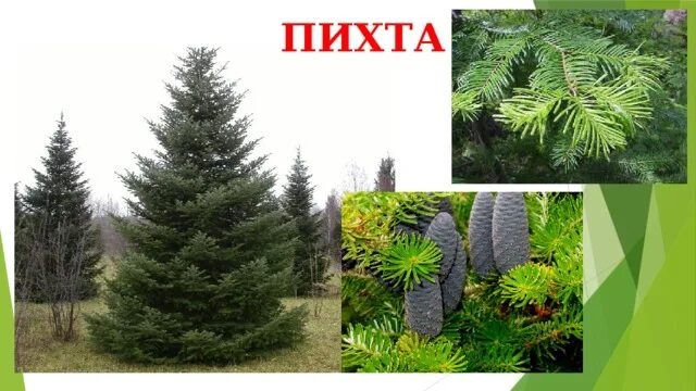Пять пихт задача более легче. Пять пихт задача более легче