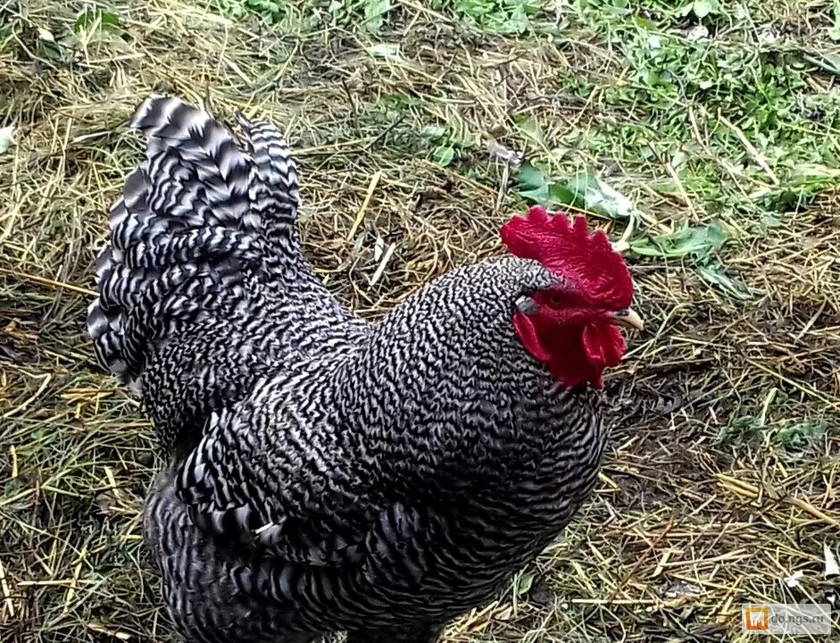 петух породы доминант. чешский доминант петух. петушки породы доминант. петух породы доминант. доминант гс 459.